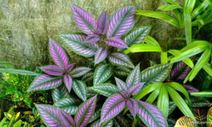 Stunning Companion Plants